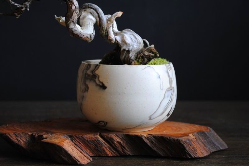 糸魚川真柏の情景盆栽【墨流し鉢】☆1点物☆ 作品動画あり 盆栽 苔玉の