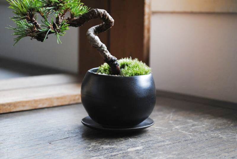 三河黒松のミニ情景盆栽【デザイン鉢・黒】☆1点物☆ No1 盆栽 苔玉の