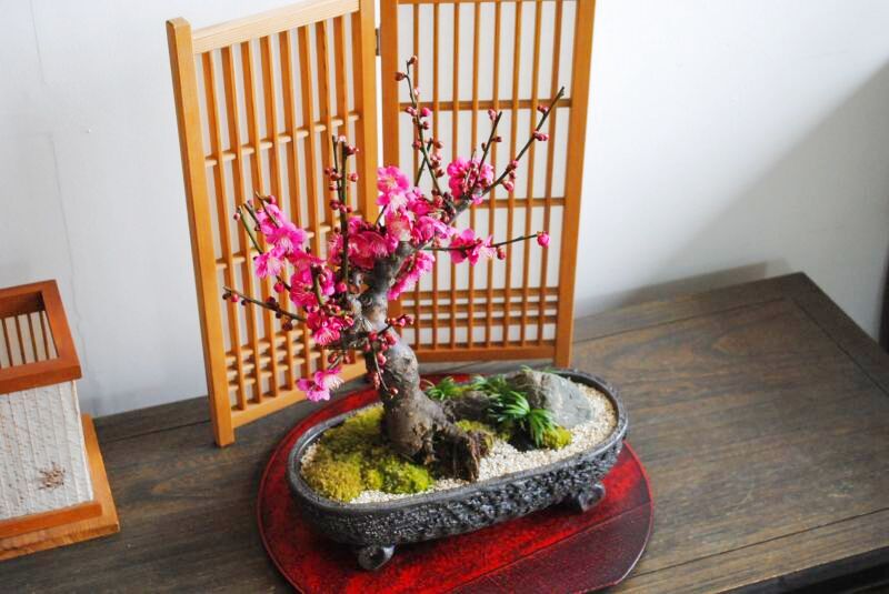 紅梅(大杯)の情景盆栽【信楽焼楕円鉢】☆1点物☆ 濃紅花一重 盆栽 苔玉