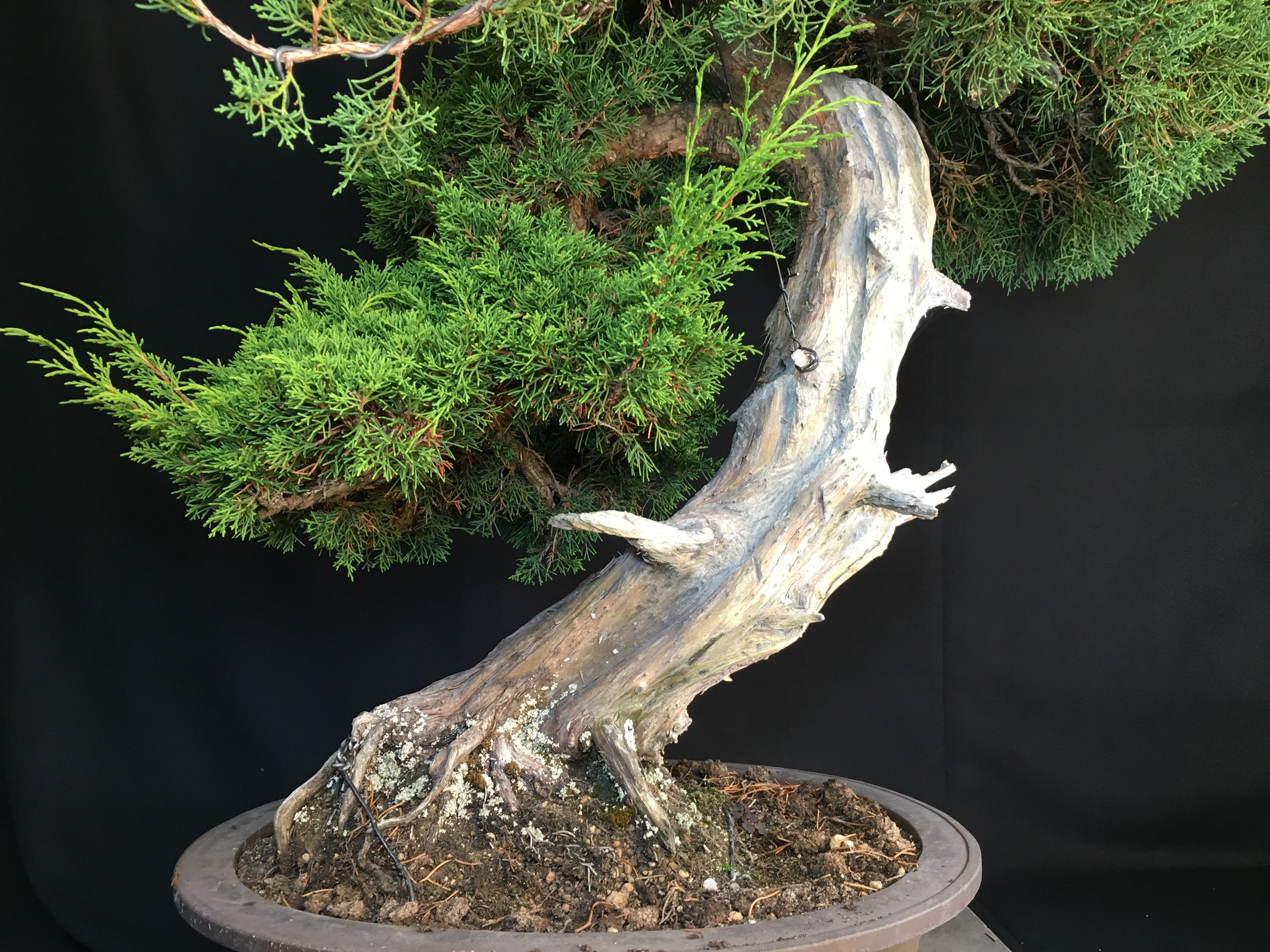 高級盆栽販売の盆栽.com / 糸魚川真柏