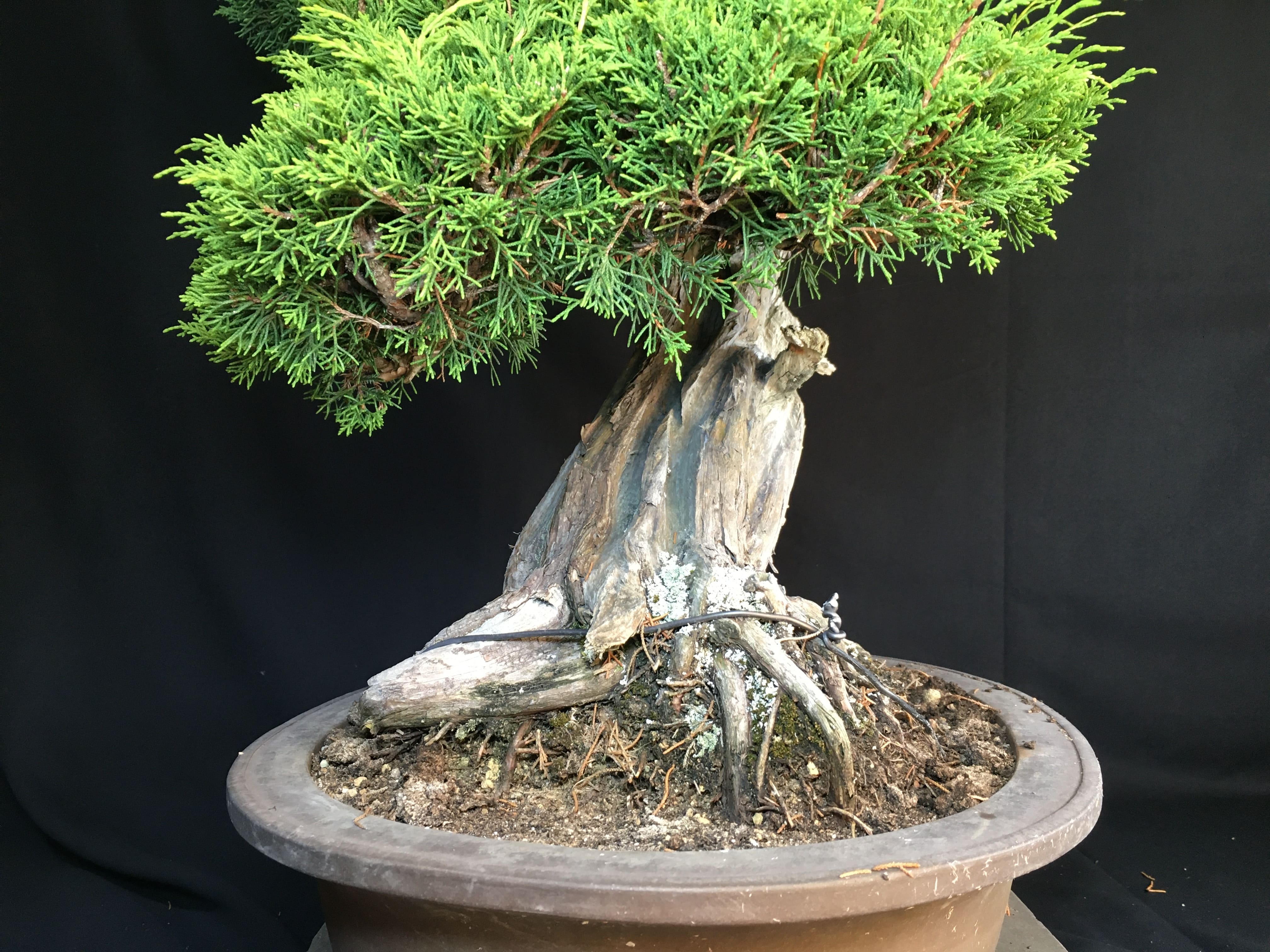 糸魚川真柏 高さ50〜60cm 素材 3本のみ 【公式通販】