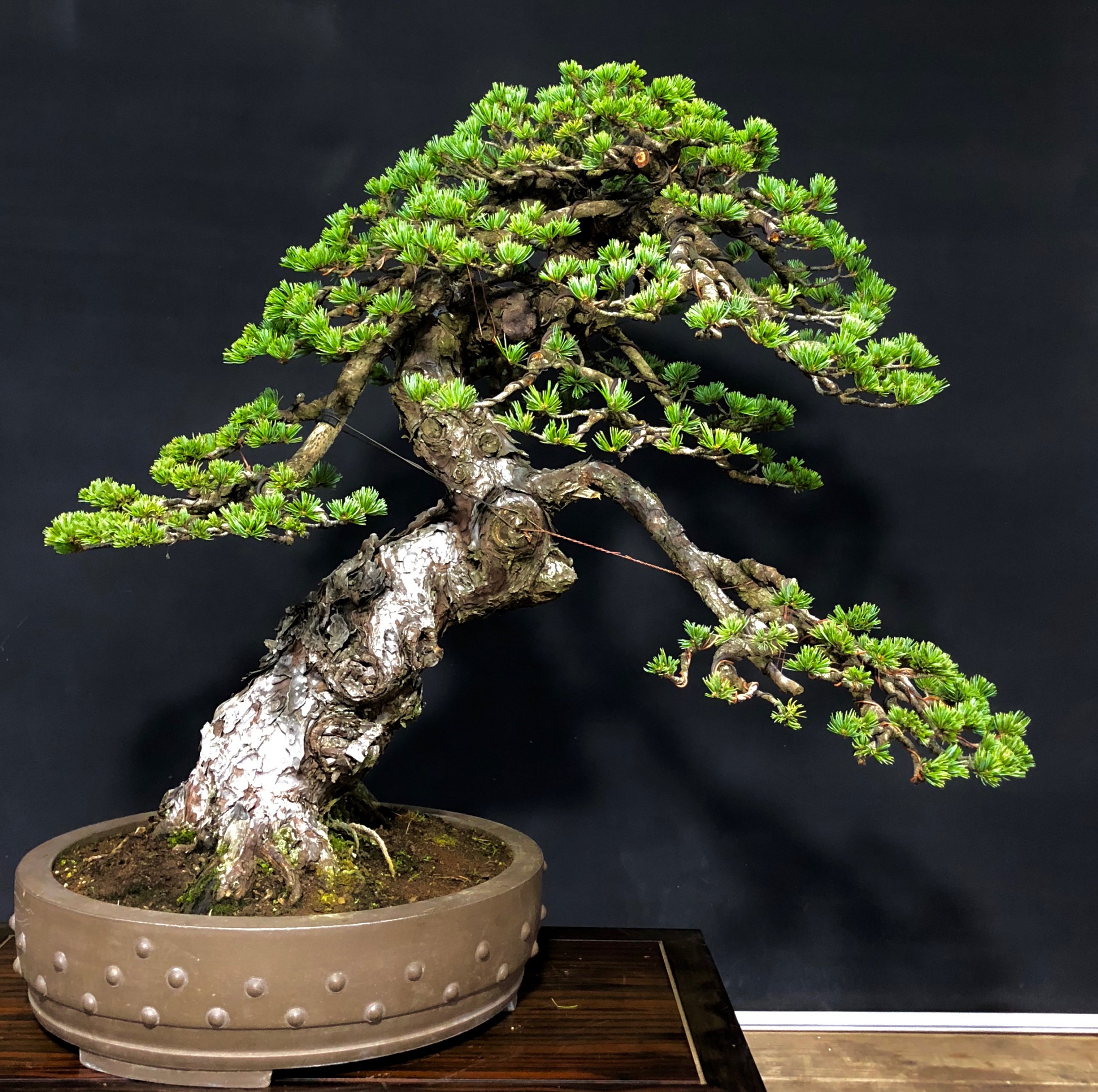 超小葉性の五葉松の整姿 | 盆栽のレンタル・販売・教室・手入れ方の事