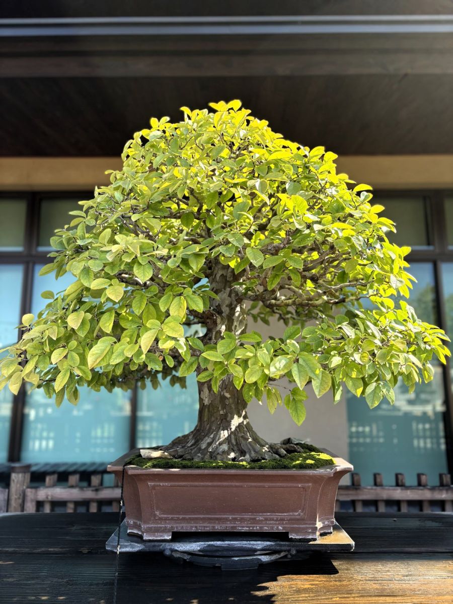 カリン Chinese Quince - 盆栽日本 Bonsai Japan