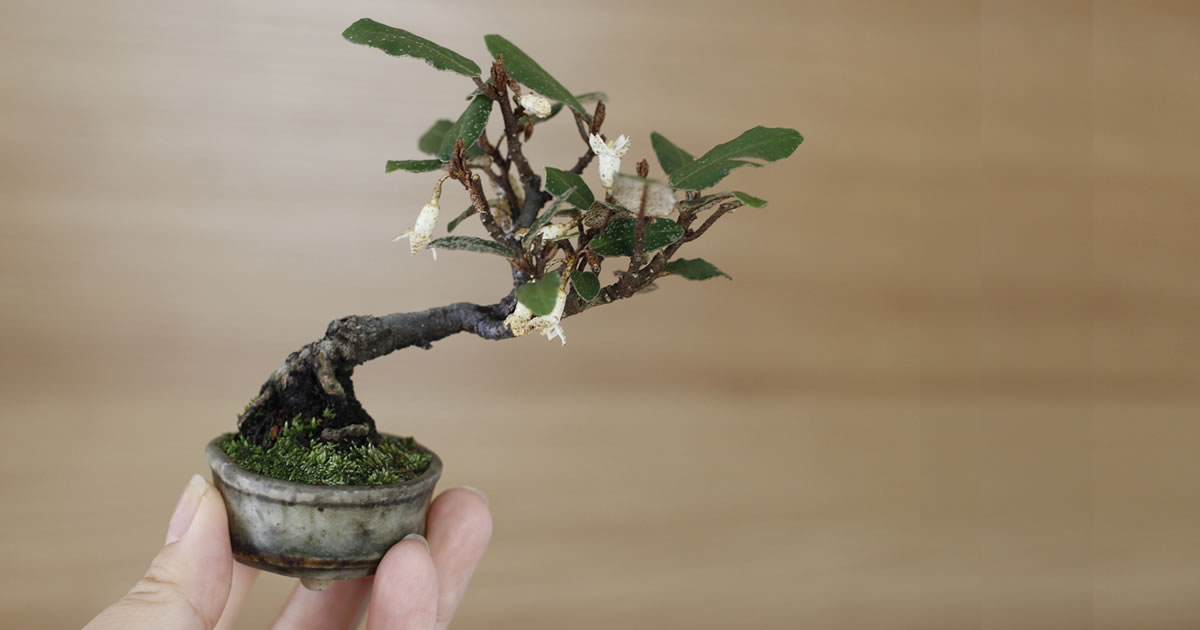 茱萸（グミ）の魅力｜キミのミニ盆栽びより