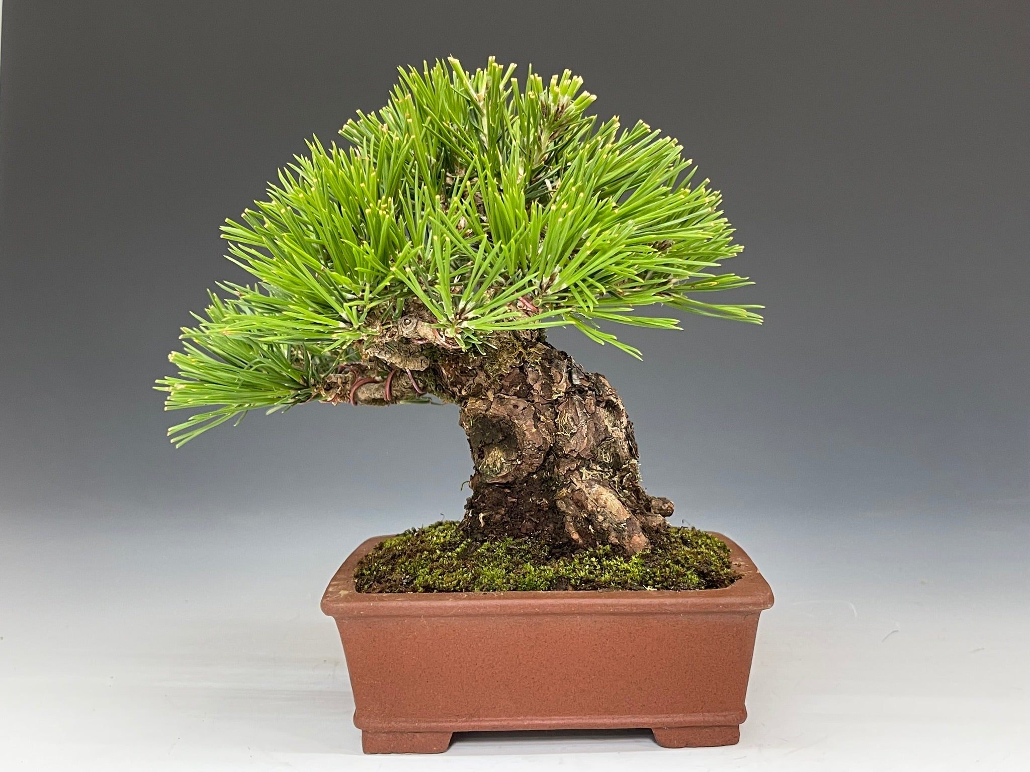 盆栽・黒松 Bonsai Blackpine – bonsailife686868