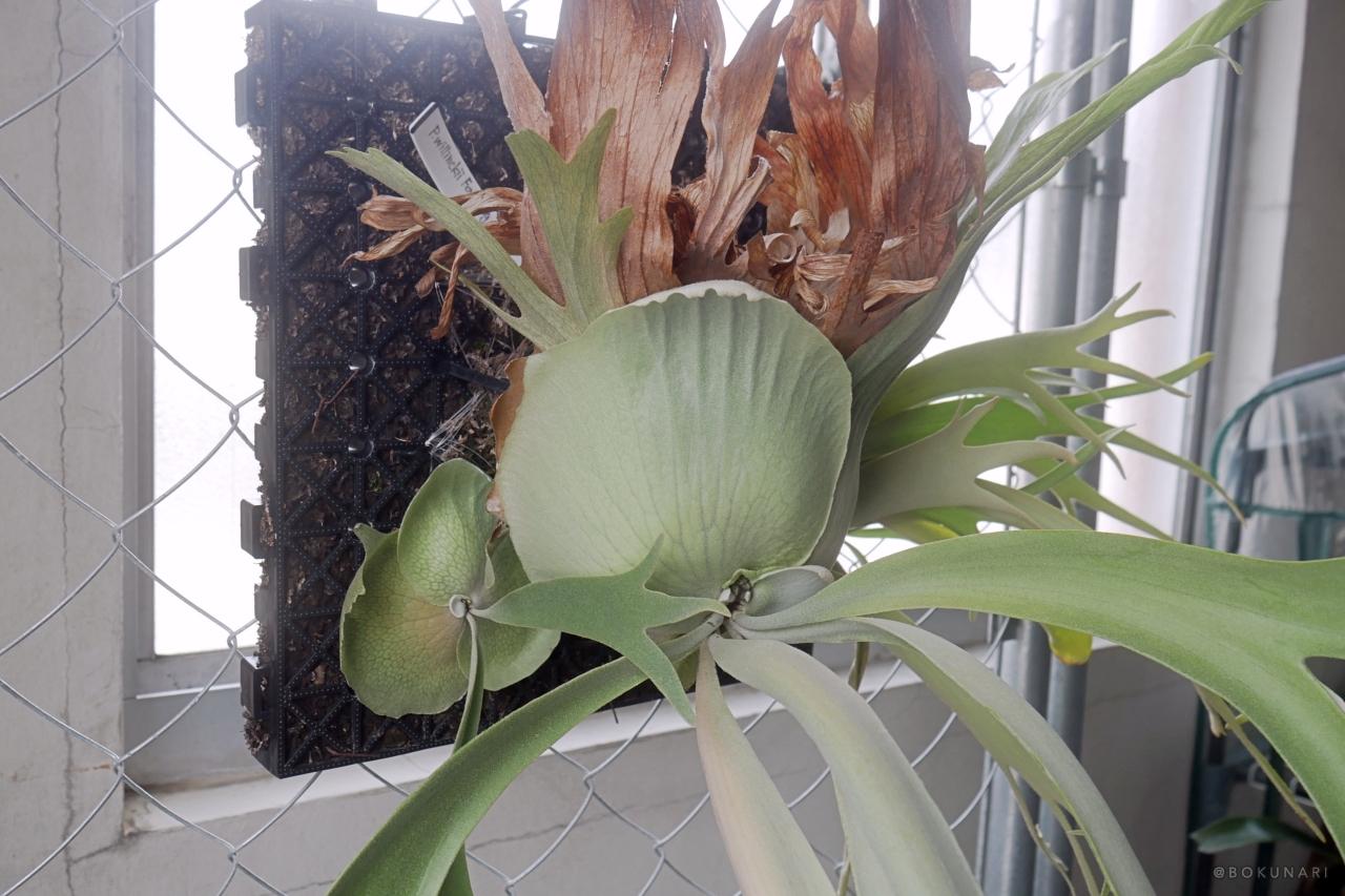 株分け】P. willinckii Foythong 群生状態ビカクシダの親株から子株を外す