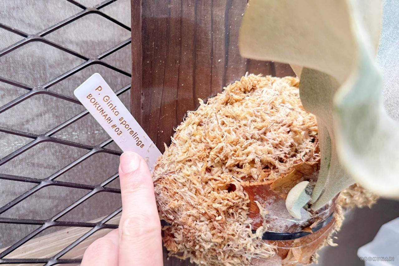 ビカクシダの品種名の書かれた「タグ」「ラベル」の読み方・書き方