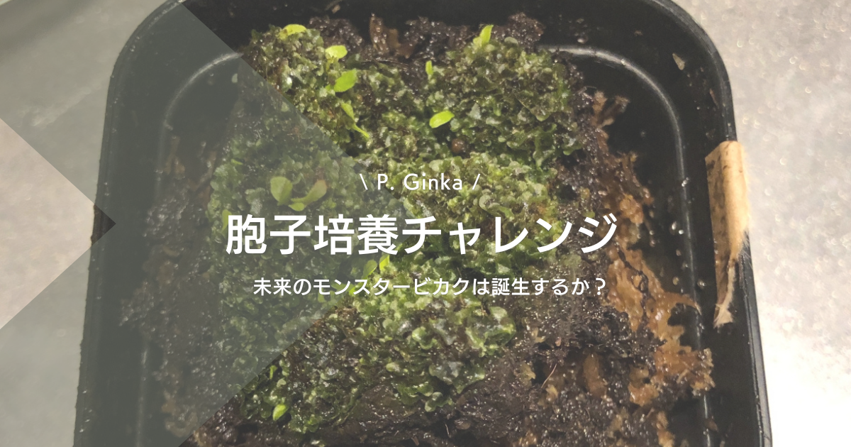 ビカクシダ【P.Ginka】胞子培養（銀スポ）始めました。未来の