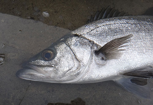 ヒラスズキ【平鱸】魚の生態・海水編 | 房総爆釣通信