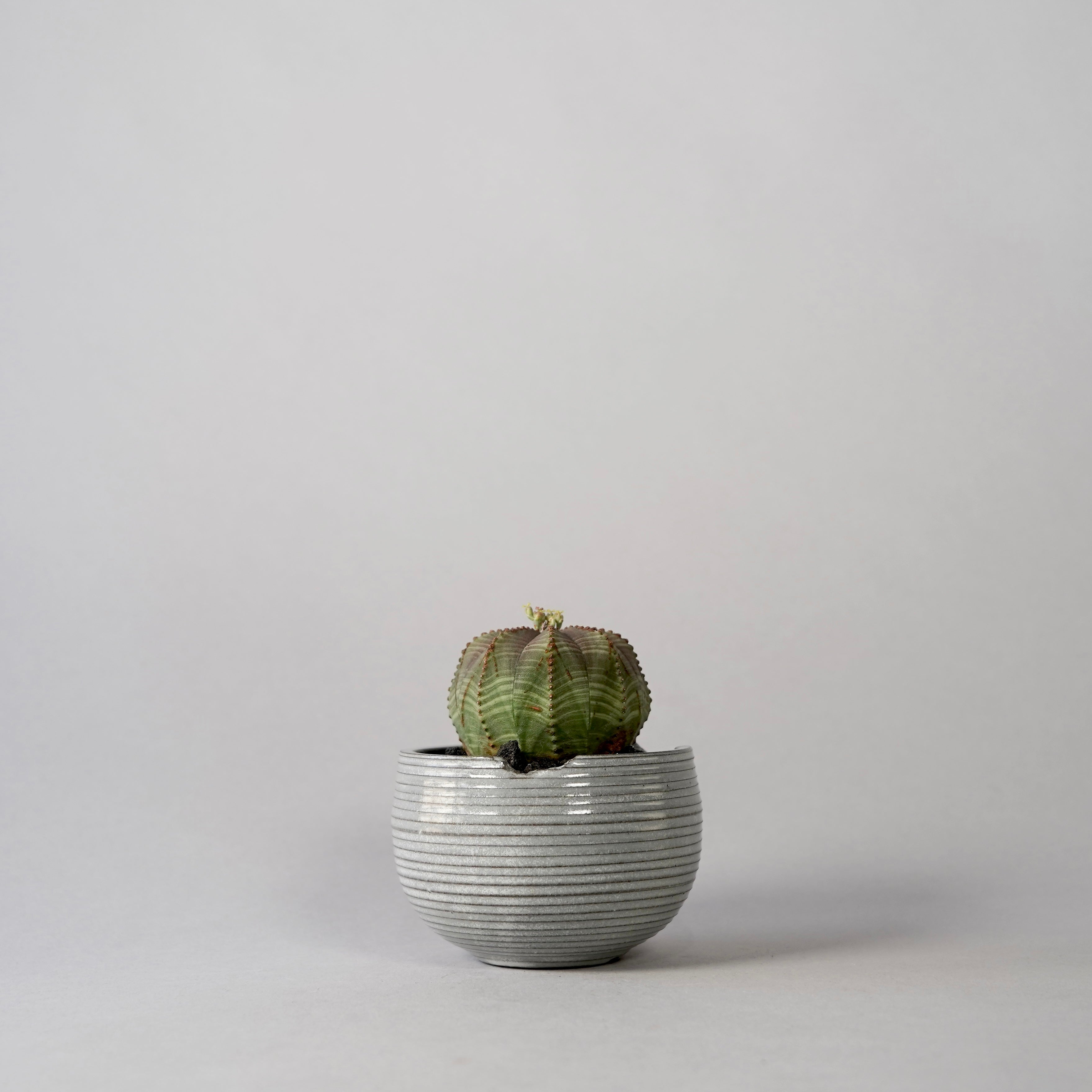 N/OH×BOTANIZE⭐澪標⭐ノウ×ボタナイズ鉢グラキリスパキプスオベサ N