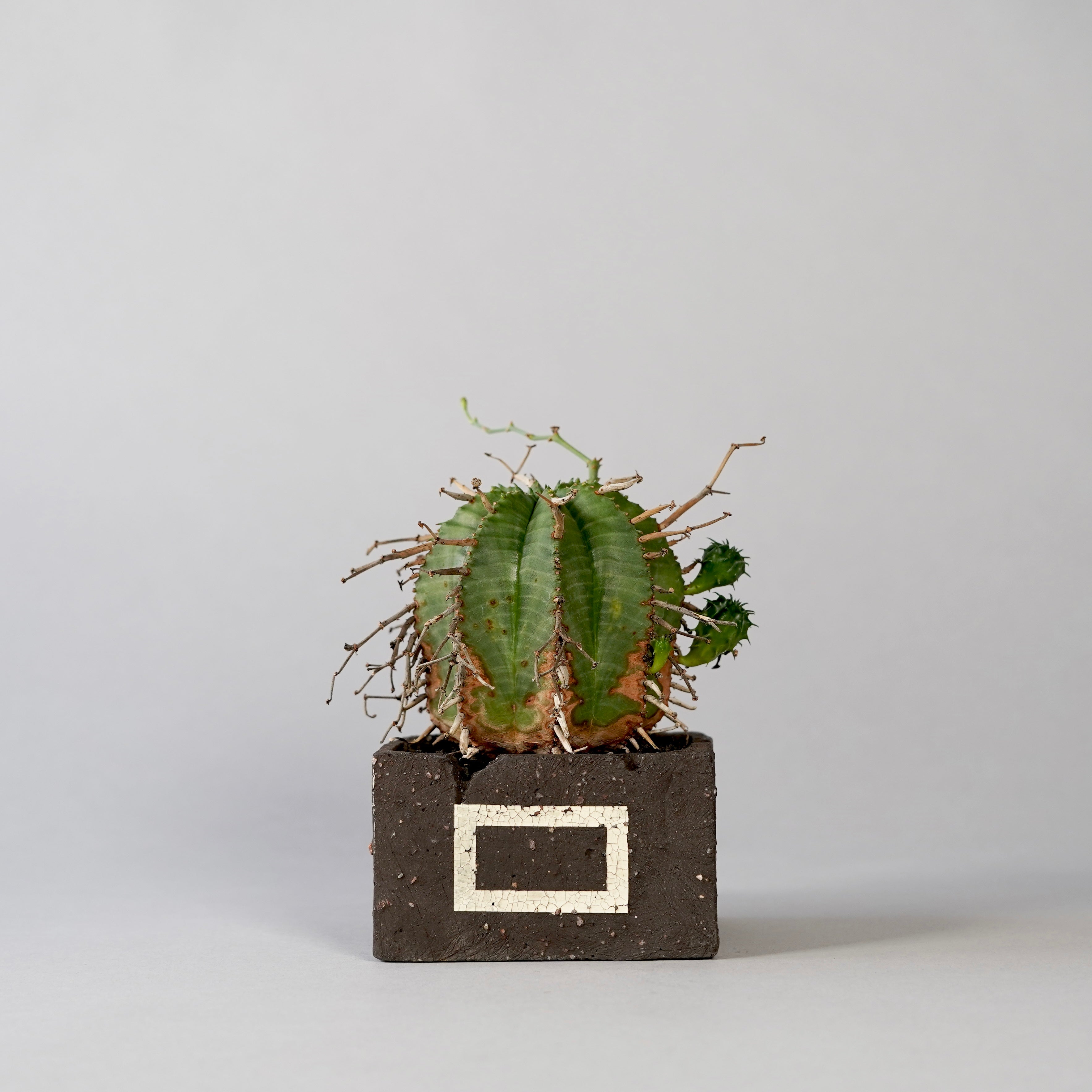 新品 伊勢丹限定GOUJIN x BOTANIZE POT M 鉢 DSC04254.jpg?v=1752384269&