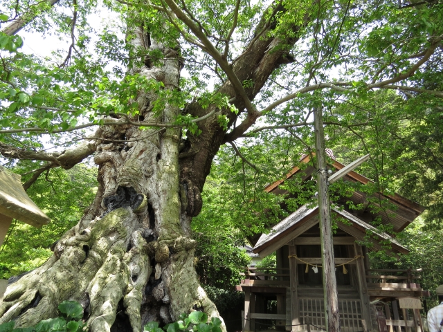 ムクノキ（椋木）とは？葉の特徴や用途、エノキ（榎）との違いを紹介