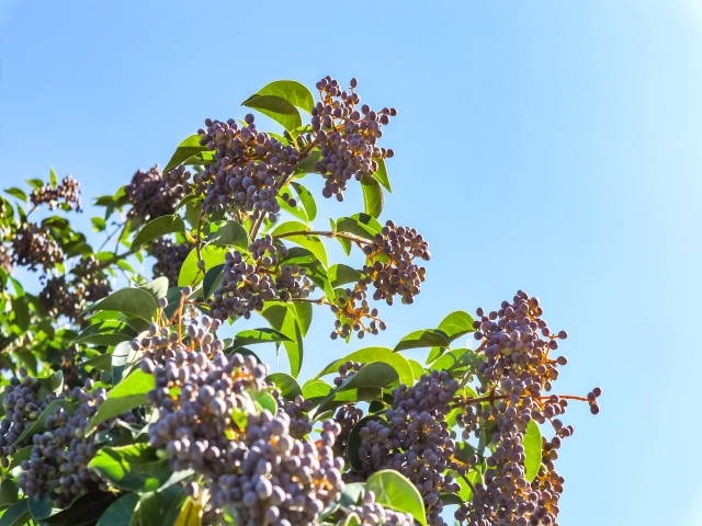 トウネズミモチとは？紫色の実の特徴やネズミモチとの違いをご紹介