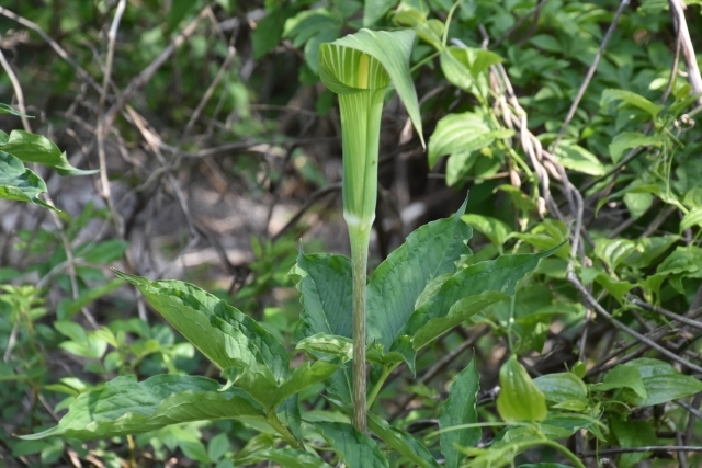 original.jpg?1574663615