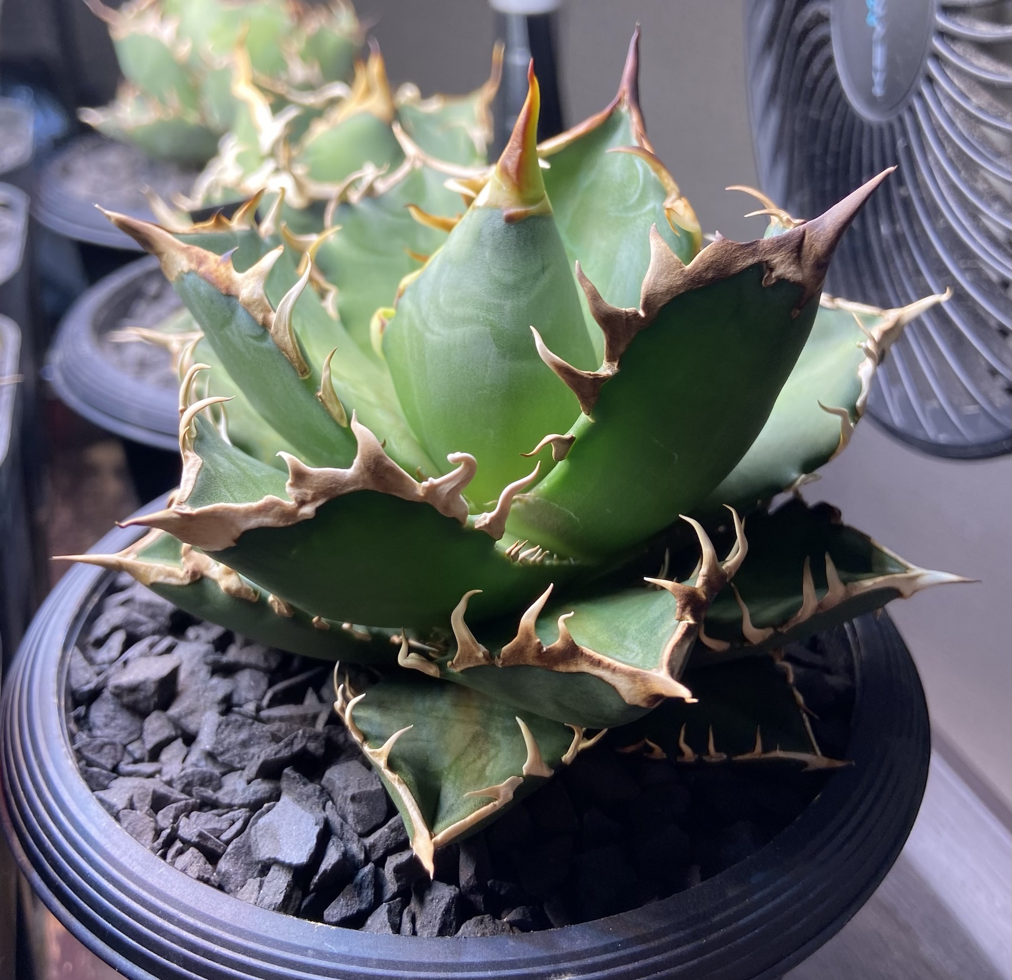 アガベ・チタノタ レッドキャットウィーズル成長記録② - BAXの