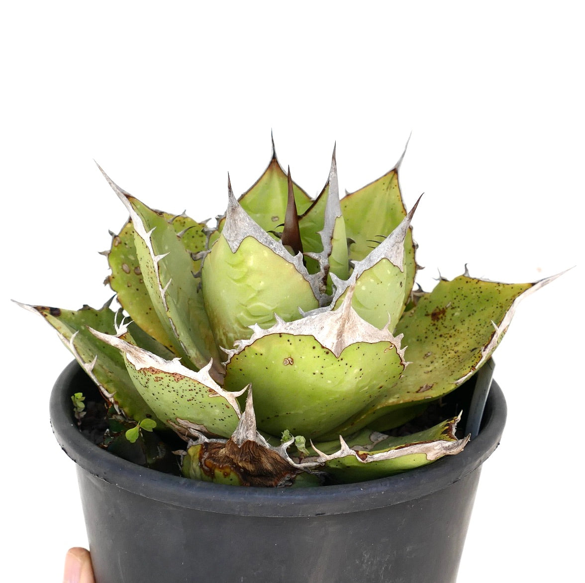 アガベ オアハカ オテロイ 子株出品 big spine アガベ・オテロイ