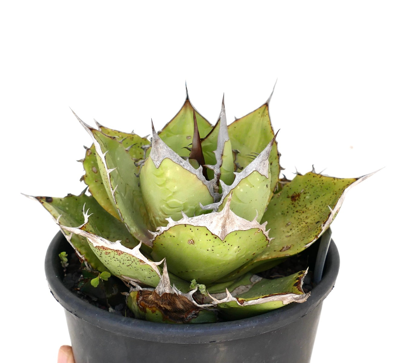 Agave oteroi | Botanical Archive | Own a Unique Succulent