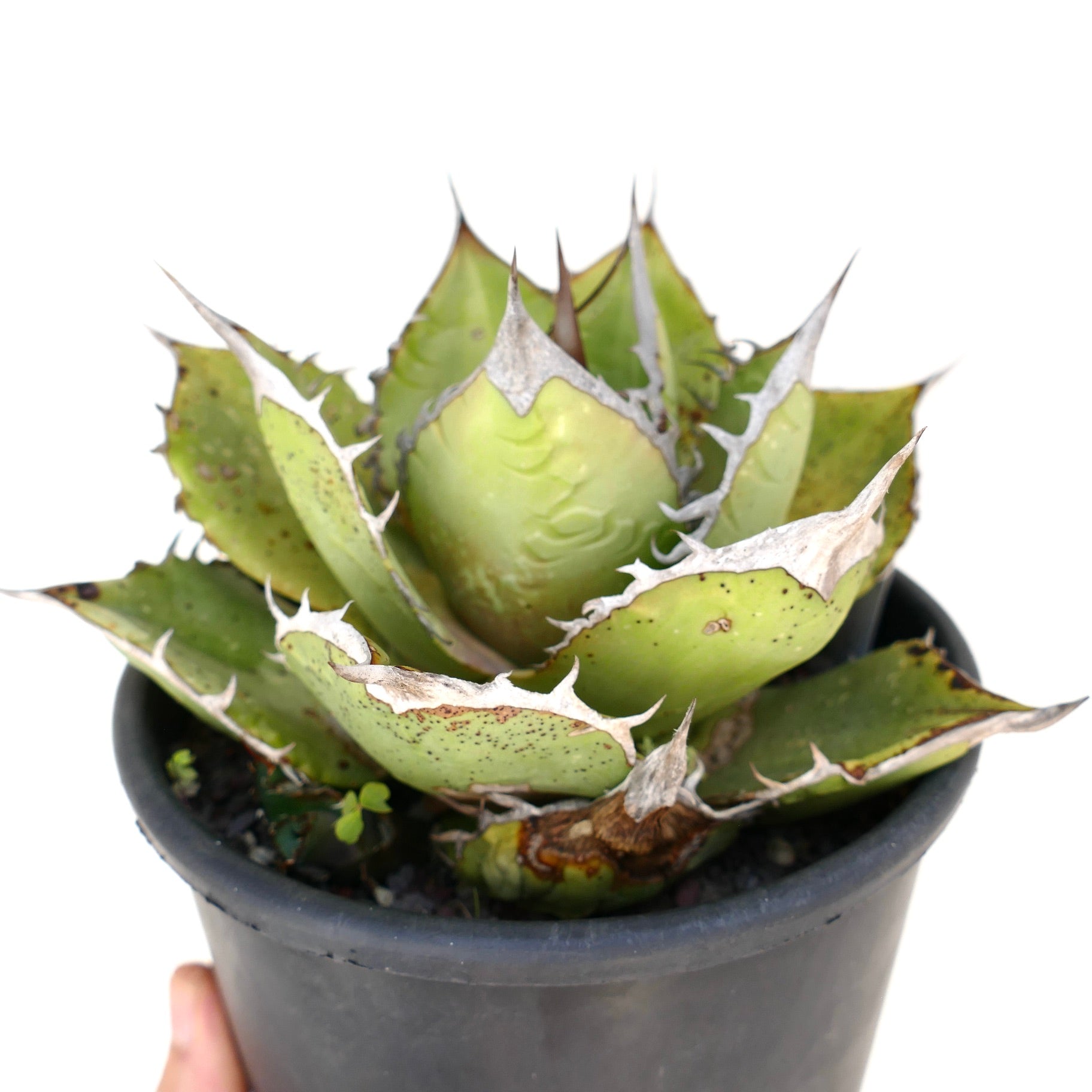 Agave oteroi | Botanical Archive | Own a Unique Succulent