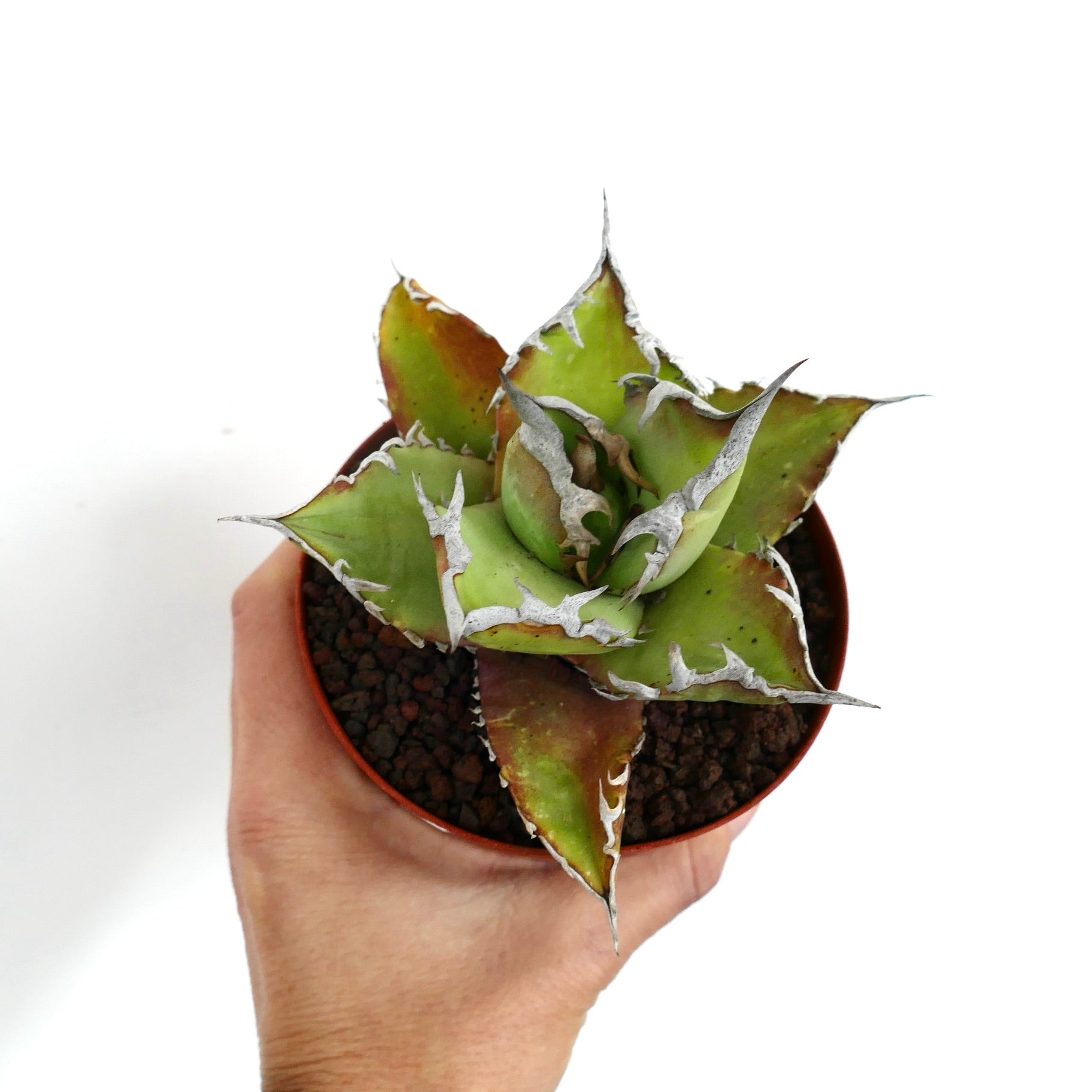 アガベ・タイタノータ オアハカ | Botanical Archive | 彫刻的な多肉植物