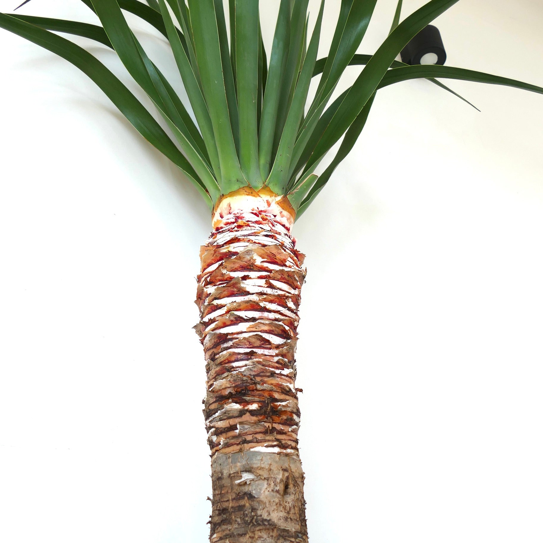 ドラセナ・ドラコ | ドラゴンツリー | カナリア諸島のドラゴンツリー