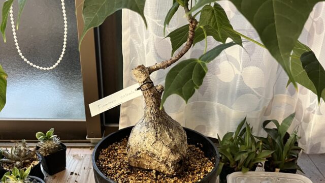 新しい仲間】フィルミアナ・コロラータ｜BOTANICOA