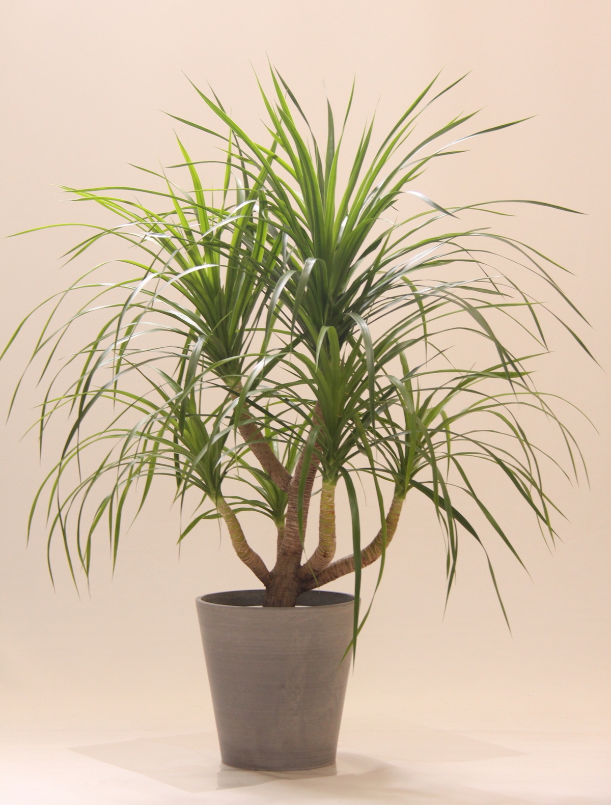 ドラセナ・カンボジアーナ｜浜松の花屋 通販【ブーケナチュール】