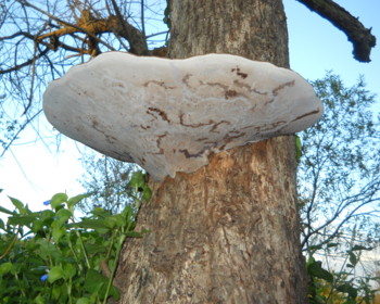 猿の腰掛け(乾燥) 猿の腰掛け(乾燥) サルノコシカケ | iichi 日々の