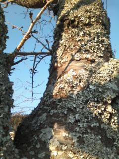 おはなの部屋 苔木（コケボク）
