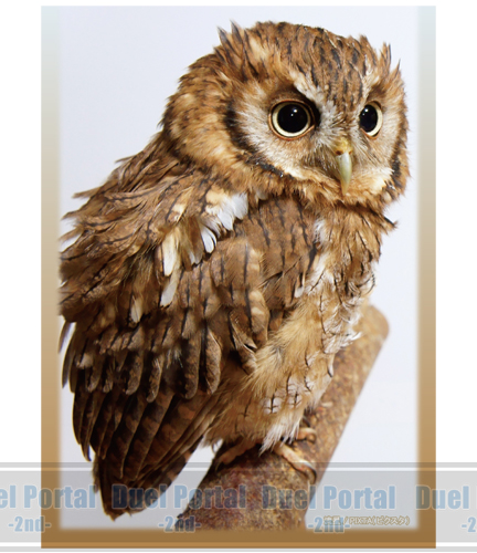 スリーブ】犬、猫、うさぎ、フクロウの写真を使用した「SUGOIふるもっ