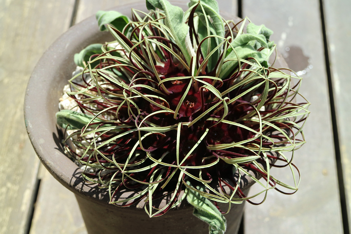 Shabomaniac! ブラキステルマ・竜卵窟の開花。