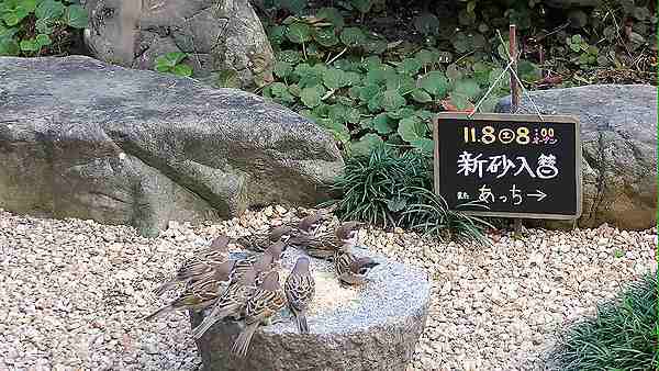 植木鉢でバードバス（野鳥の砂浴び場）2025秋再開 | 晴れ時々趣味の園芸