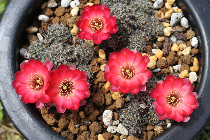 Shabomaniac! れぶっちゃ！その2