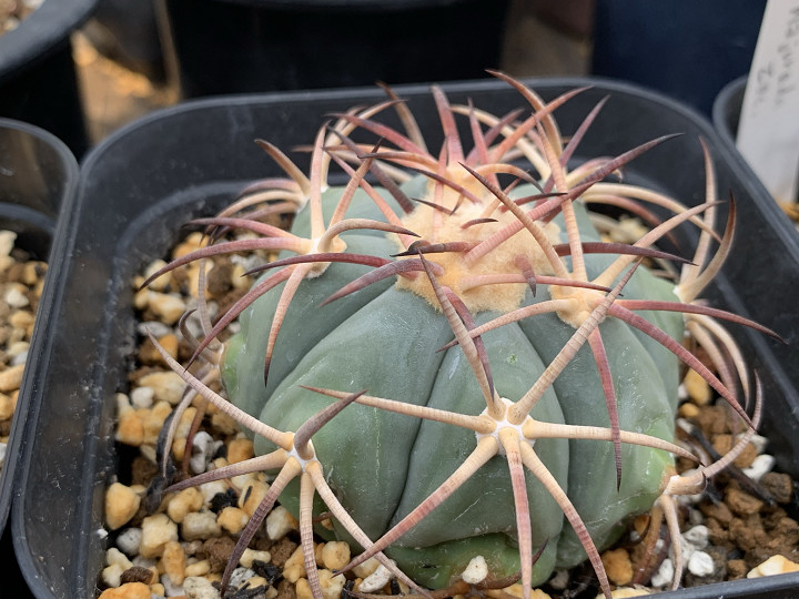 Shabomaniac! 北米強刺サボテン