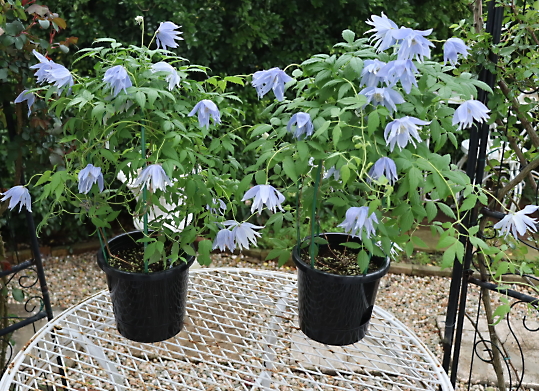 クレマチス マクロペタラ ウェッセルトン | 妖精のローズガーデン