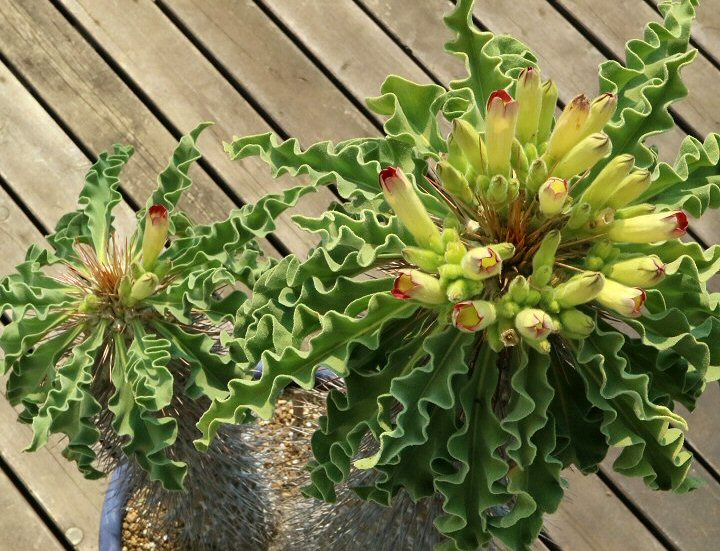 Shabomaniac! パキポディウム・光堂 Pachypodium namaquanum