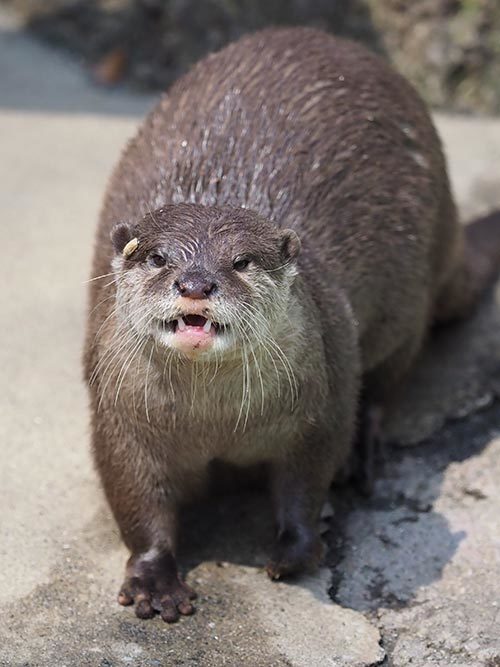 かわうそ 川獺 獺 - panoramaheadの蔵