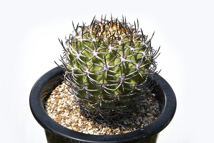 Shabomaniac! 一点モノ⑪エリオシケ五百津玉