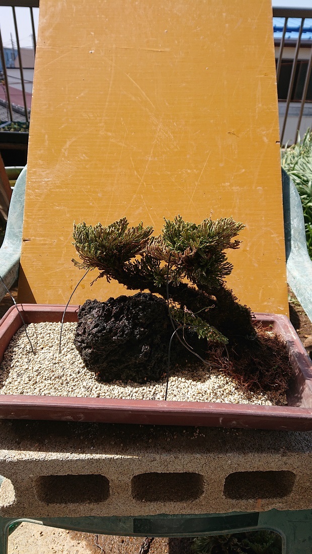 岩松（イワヒバの大きいやつ）を植え替えて寄植えにし、草ものに本物の