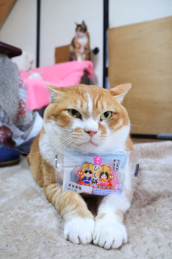 ぷちひし餅 | かご猫 Blog