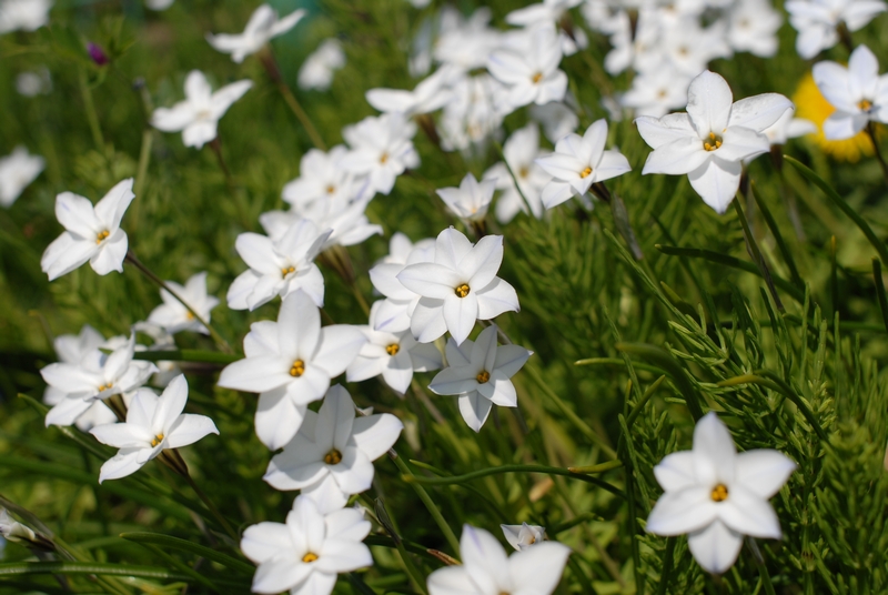 Nikkor-o Auto 35mm f2 Ai改 の描写2 | 青雀の散歩未知