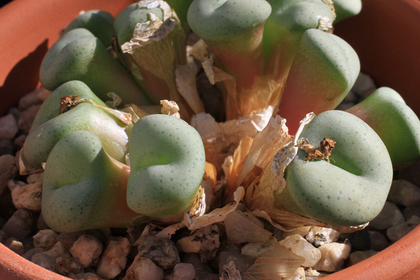 Shabomaniac! 棚下の住人～コノフィツム栽培考。