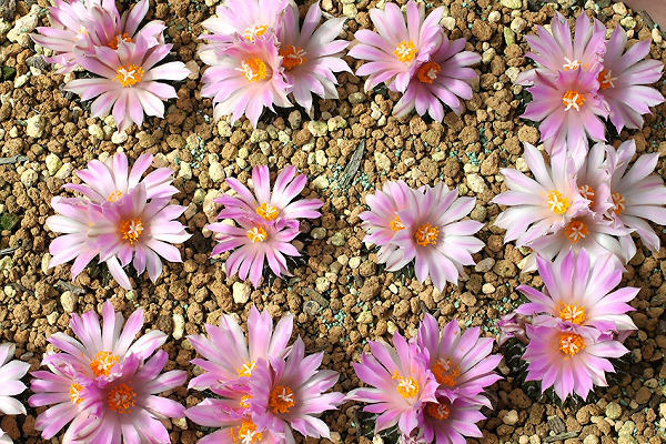 Shabomaniac! 秋の開花前線。