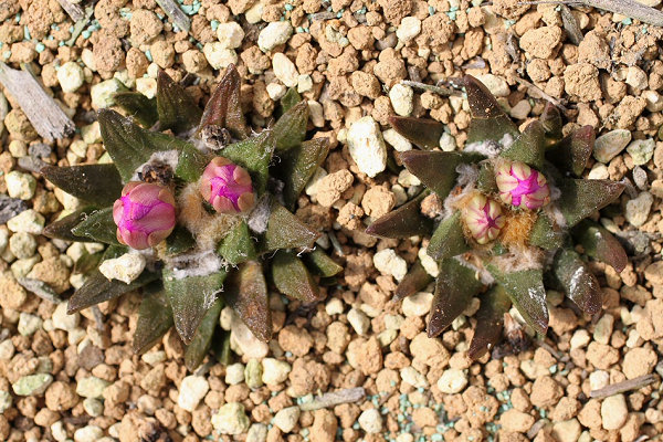 Shabomaniac! 秋の開花前線。