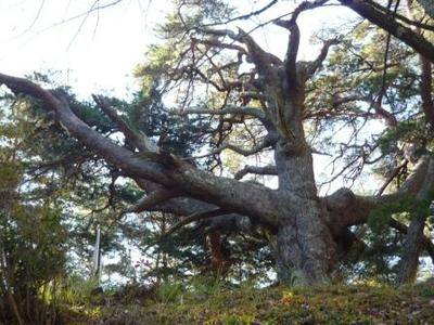 巨樹・古木を訪ねて ～アカマツの巨木～ | い～な 上伊那