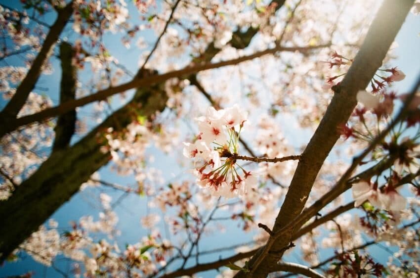 オールドレンズ撮り比べ13] MINOLTAレンズで検証！広角20mmと中望遠