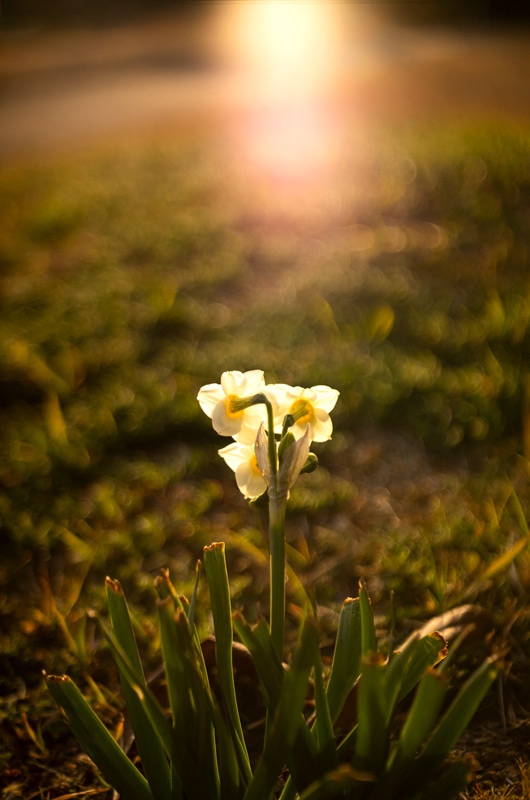 オールドレンズ探訪記] Carl Zeiss Jena Tessar 50mm F2.8で