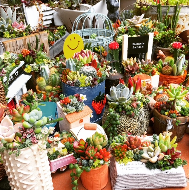 Q GOODS Parts&Shoes|〈miiwa〉多肉植物POP UP SHOP開催中！| 渋谷