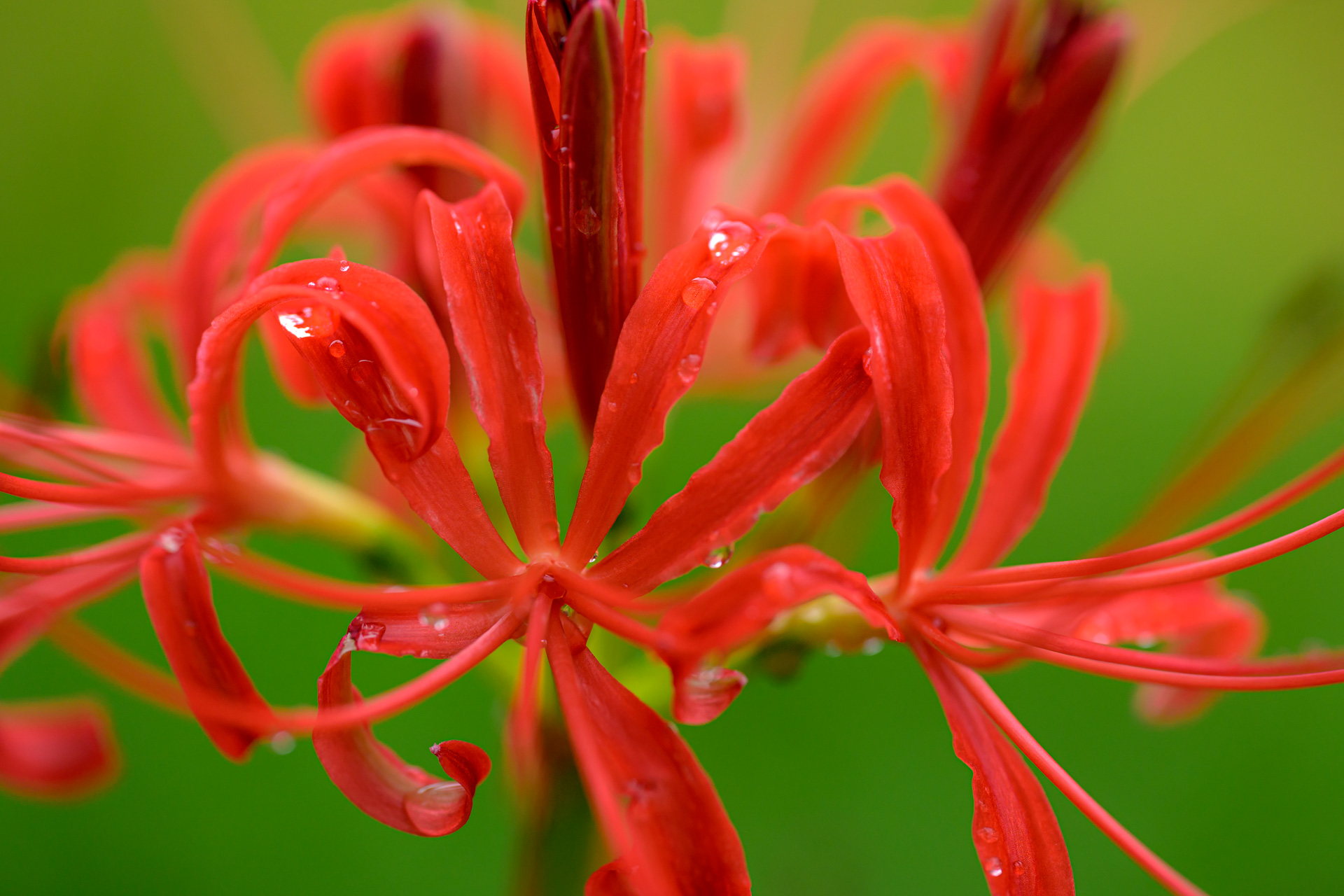 NIKKOR Z MC 105mm f/2.8 VR S で開花の遅れた今年の彼岸花を撮る – 酔