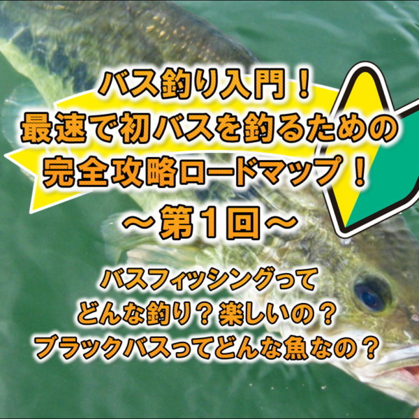 バス釣り入門！初心者でも釣れるオススメのソフトルアー（ワーム）をご