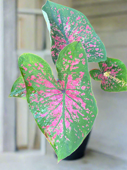 Florida Roselight' Caladium | Unique Pink Splotched Elegance (2